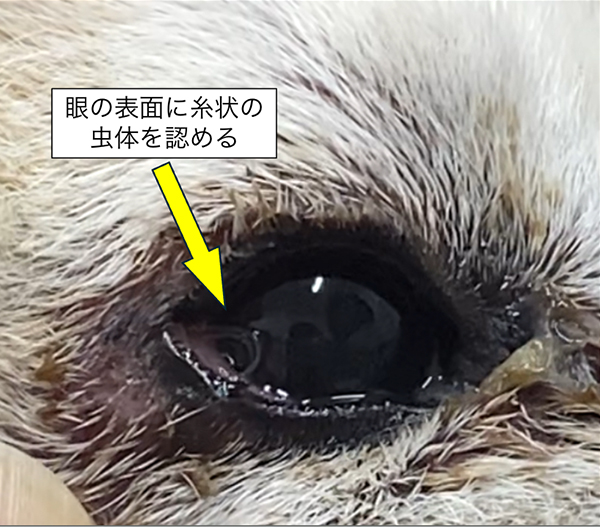 眼の表面に糸状の虫体を認める