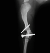 犬の上腕骨顆外側部骨折