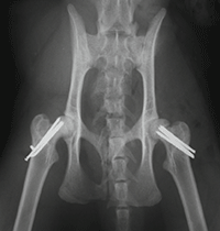 猫の両側大腿骨頭成長板骨折