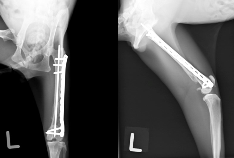 犬の大腿骨骨幹部骨折