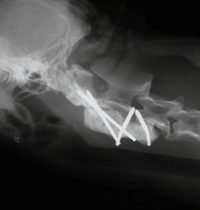 犬の第２頚椎椎体骨折